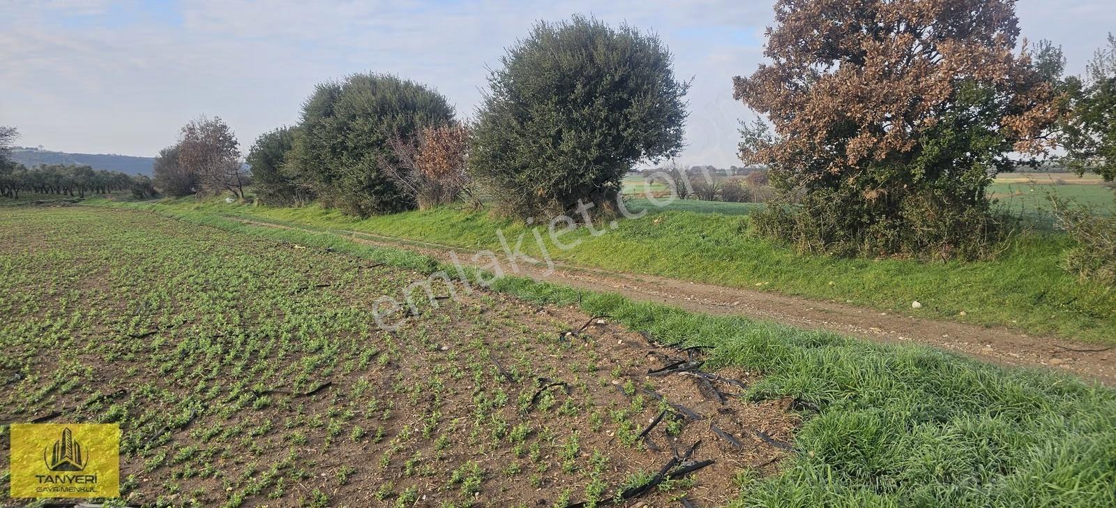 Dümrekte Karayoluna 200 Mt Yolu Olan Uygun Fiyatlı Satılık Tarla - Görsel 16