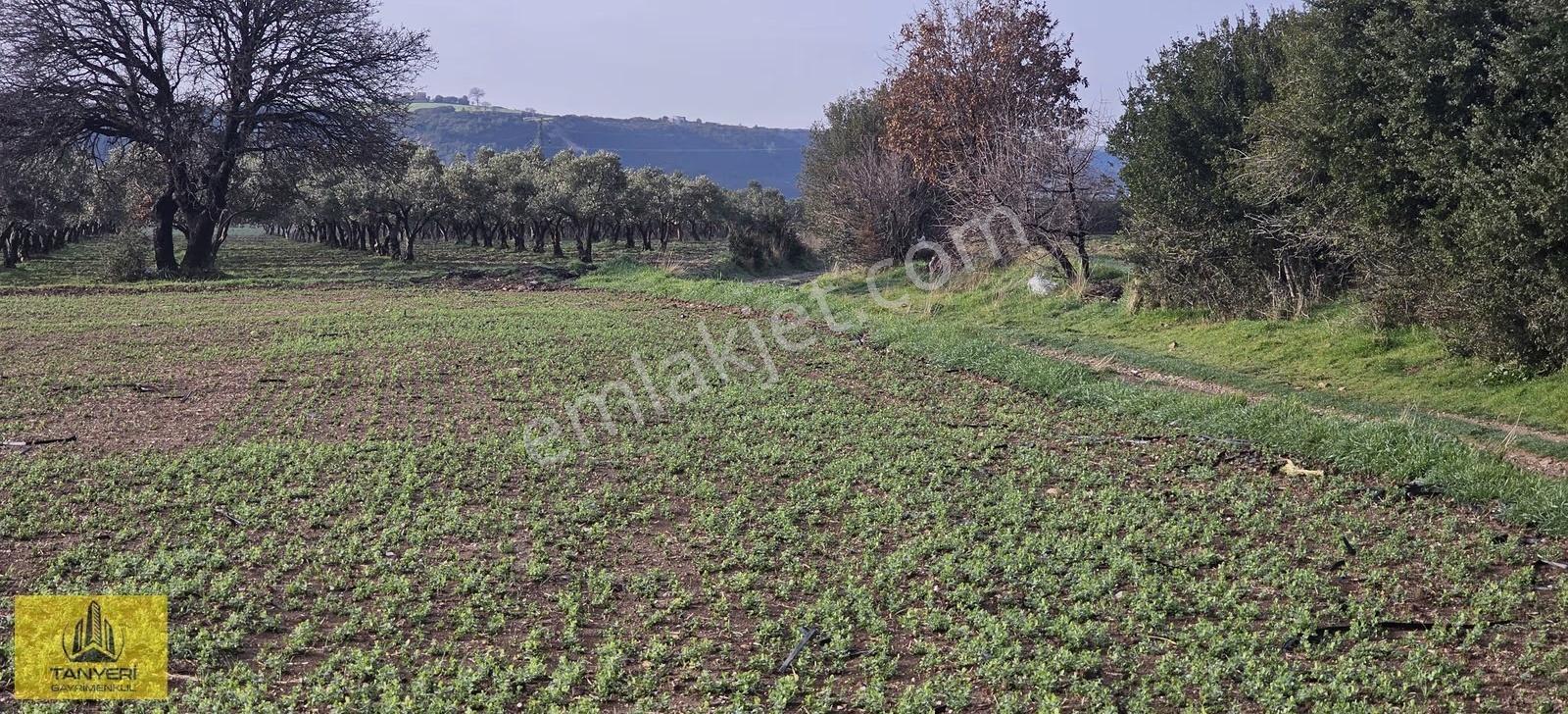 Dümrekte Karayoluna 200 Mt Yolu Olan Uygun Fiyatlı Satılık Tarla - Görsel 10
