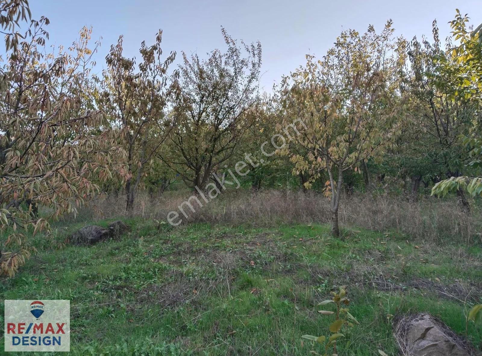 Sakarya Geyve Alifuatpaşa Mah.'nde 5703 M2 Satılık Bağ-bahçe - Görsel 11