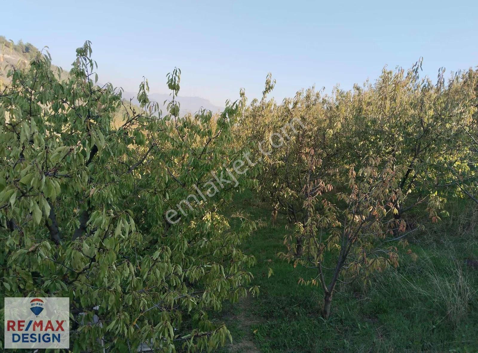 Sakarya Geyve Alifuatpaşa Mah.'nde 5703 M2 Satılık Bağ-bahçe