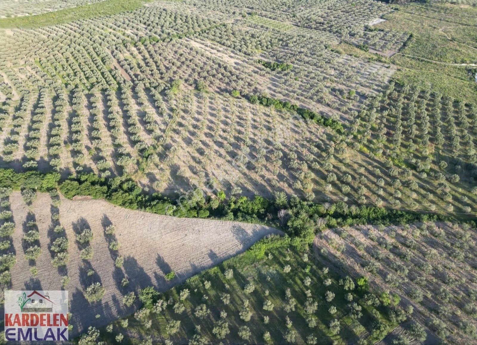 Soma Kardelen Emlak'tan Çavdır Köyünde Satılık Zeytinli Tarla... - Görsel 8