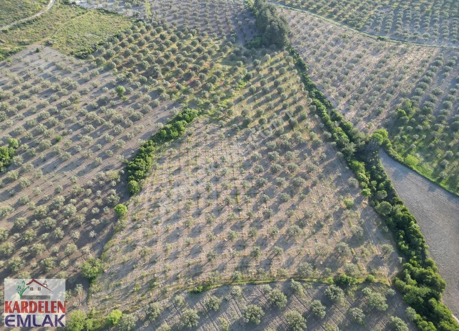 Soma Kardelen Emlak'tan Çavdır Köyünde Satılık Zeytinli Tarla... - Görsel 4
