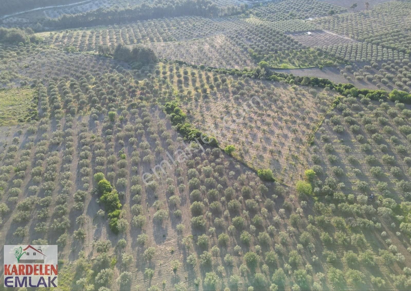 Soma Kardelen Emlak'tan Çavdır Köyünde Satılık Zeytinli Tarla... - Görsel 9