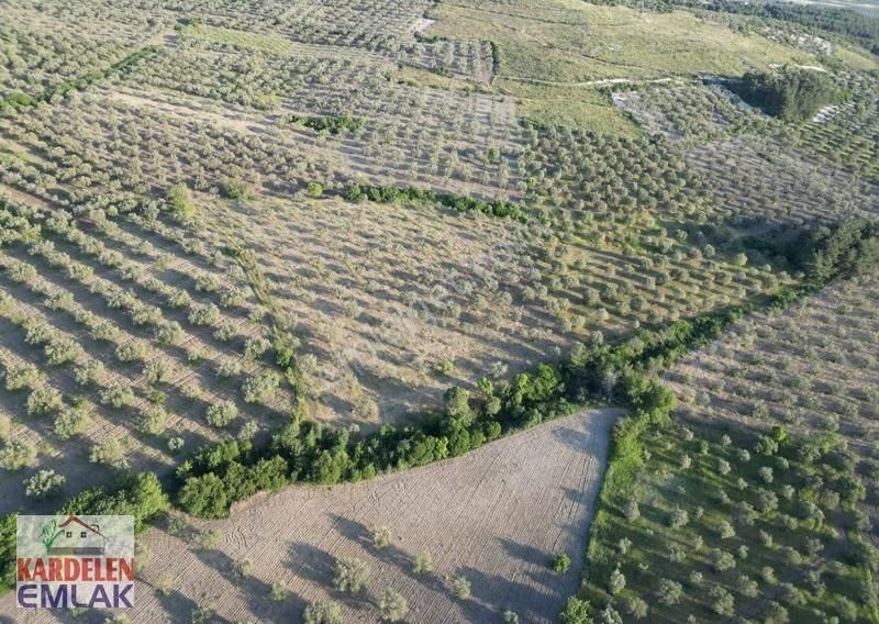 Soma Kardelen Emlak'tan Çavdır Köyünde Satılık Zeytinli Tarla... - Görsel 13