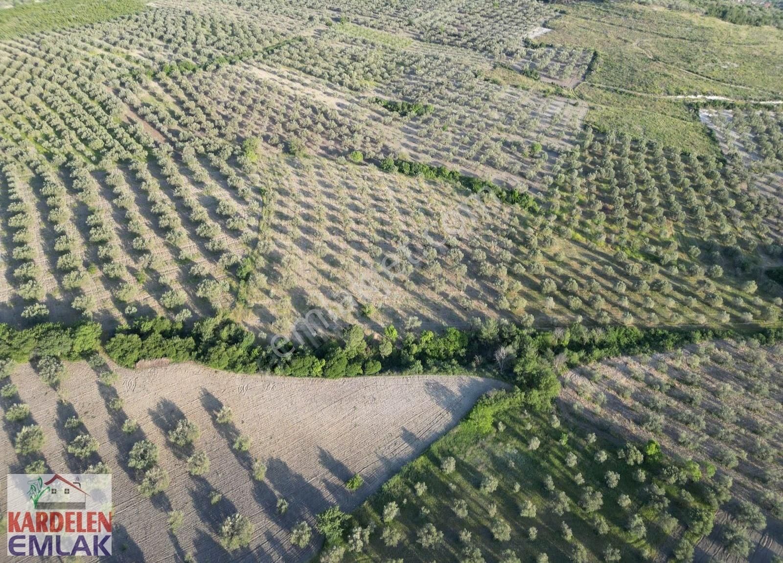 Soma Kardelen Emlak'tan Çavdır Köyünde Satılık Zeytinli Tarla... - Görsel 6