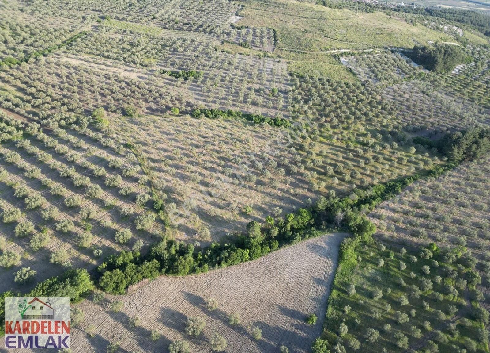 Soma Kardelen Emlak'tan Çavdır Köyünde Satılık Zeytinli Tarla... - Görsel 2