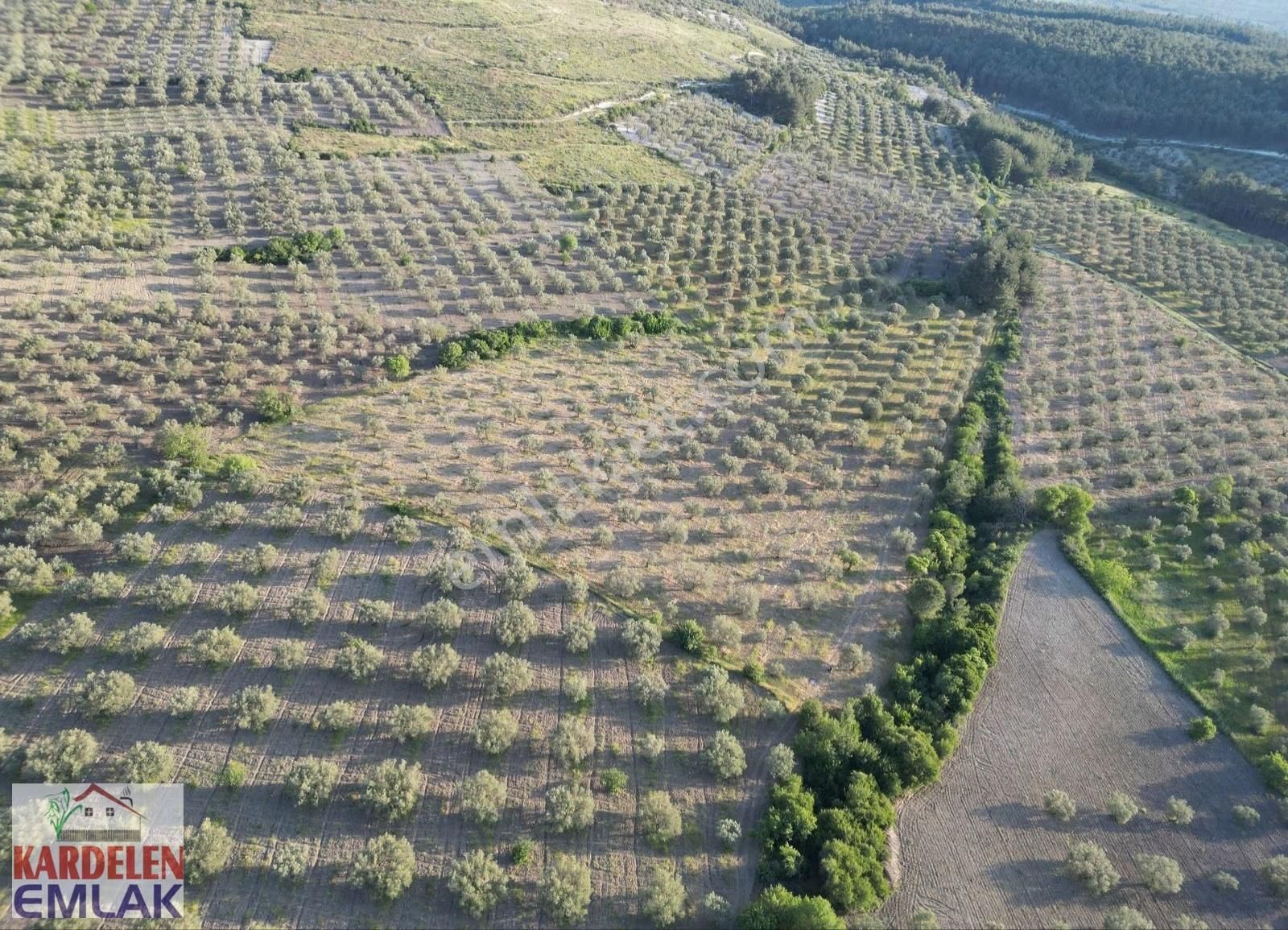 Soma Kardelen Emlak'tan Çavdır Köyünde Satılık Zeytinli Tarla... - Görsel 10