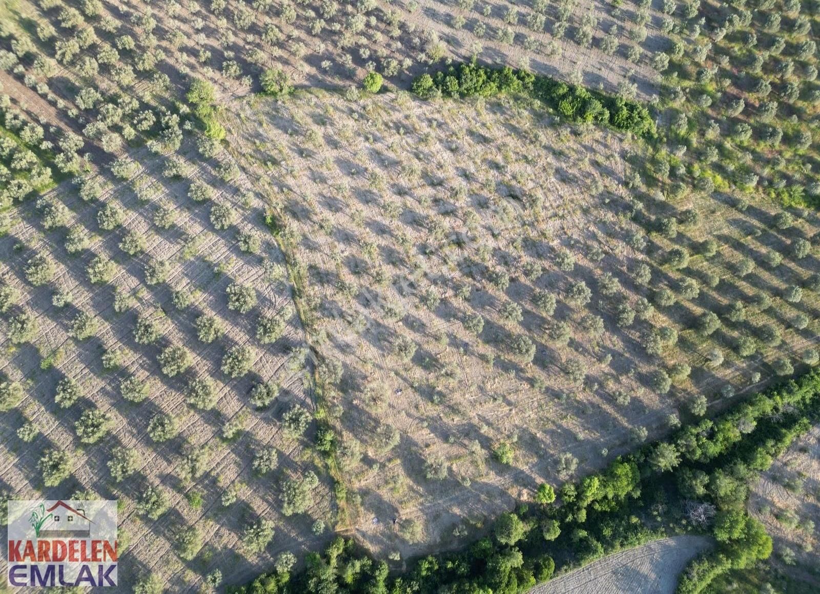 Soma Kardelen Emlak'tan Çavdır Köyünde Satılık Zeytinli Tarla... - Görsel 14