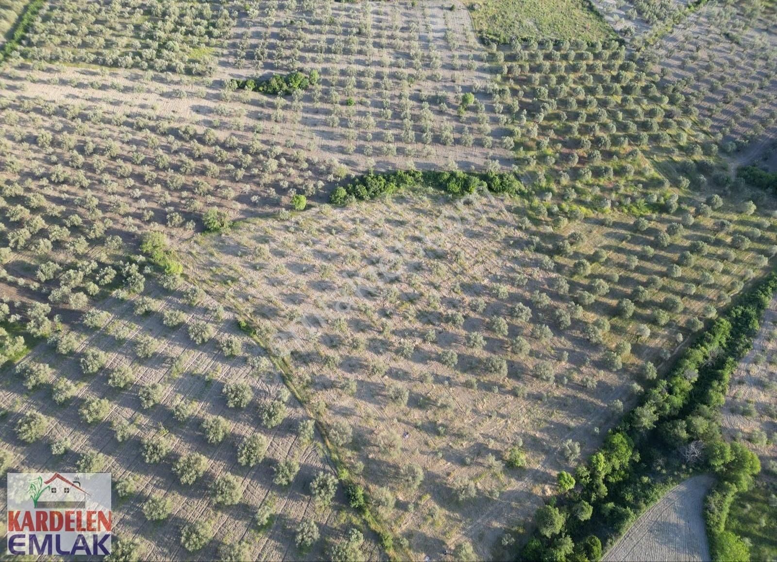 Soma Kardelen Emlak'tan Çavdır Köyünde Satılık Zeytinli Tarla... - Görsel 12