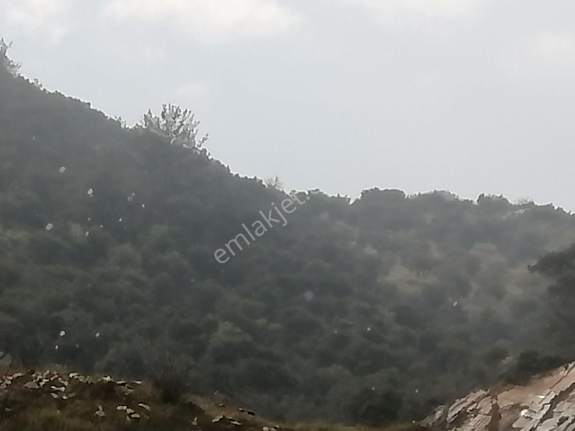 İzmir Torbalı Gold Emlaktan Yakapınarda Satılık Zeytinlik - Görsel 4