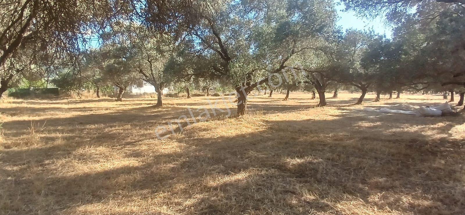 Bodrum Pınarlıbelen De 20 Dönüm Yola Cepheli Zeytinli Tarla - Görsel 15