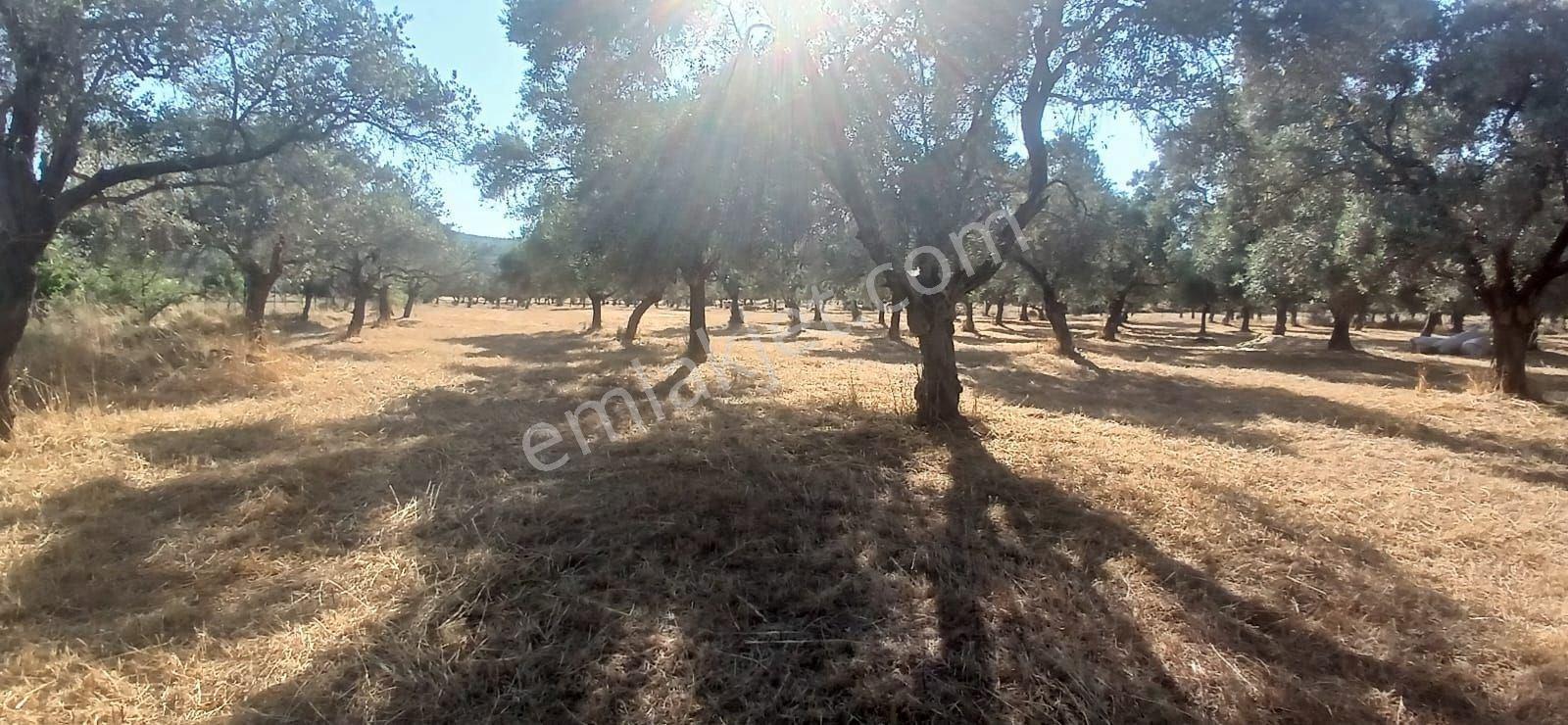 Bodrum Pınarlıbelen De 20 Dönüm Yola Cepheli Zeytinli Tarla - Görsel 24