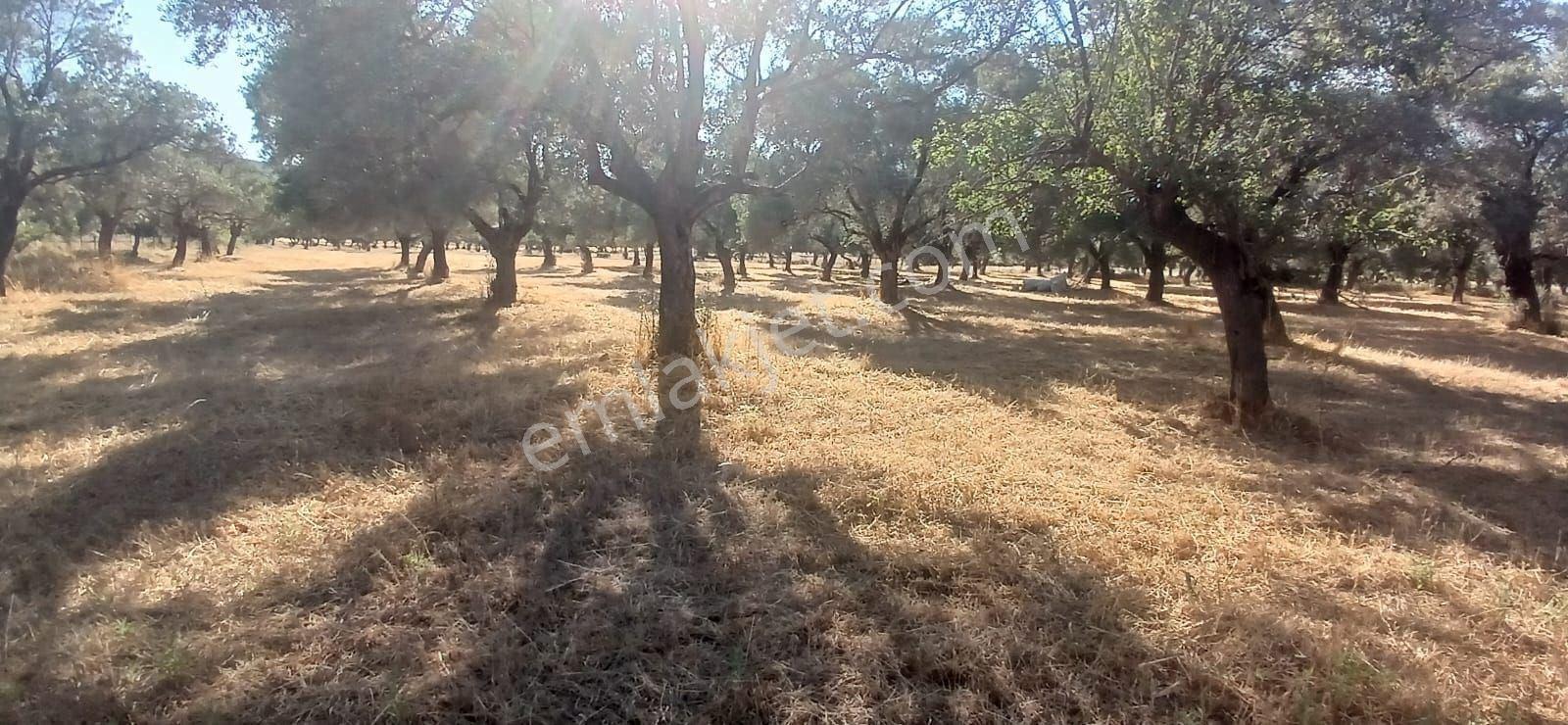 Bodrum Pınarlıbelen De 20 Dönüm Yola Cepheli Zeytinli Tarla - Görsel 26