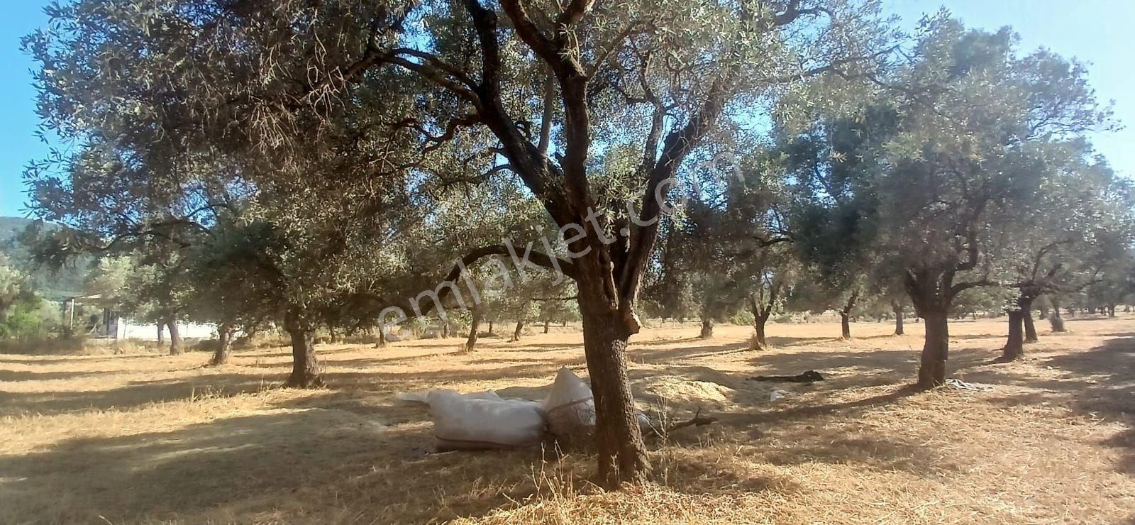 Bodrum Pınarlıbelen De 20 Dönüm Yola Cepheli Zeytinli Tarla - Görsel 8