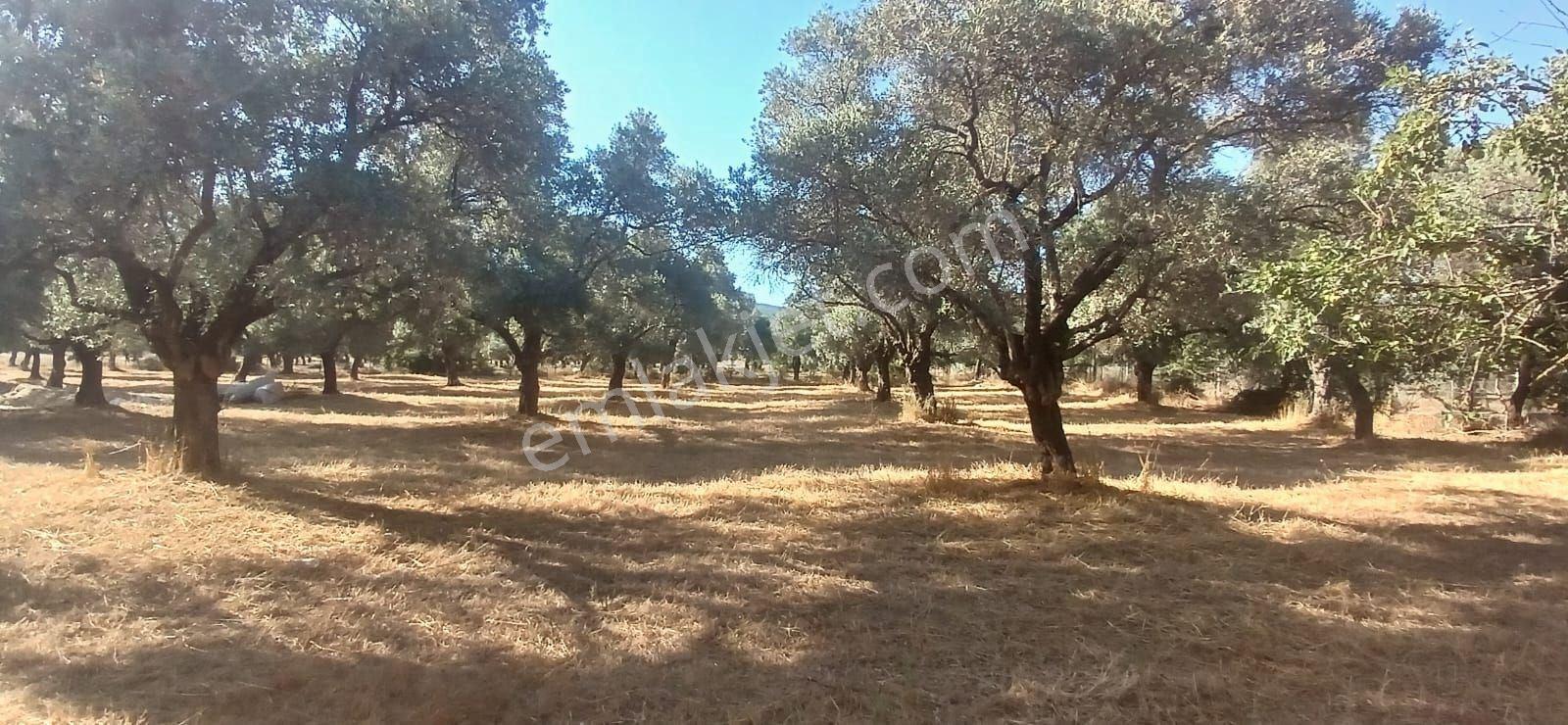 Bodrum Pınarlıbelen De 20 Dönüm Yola Cepheli Zeytinli Tarla - Görsel 23
