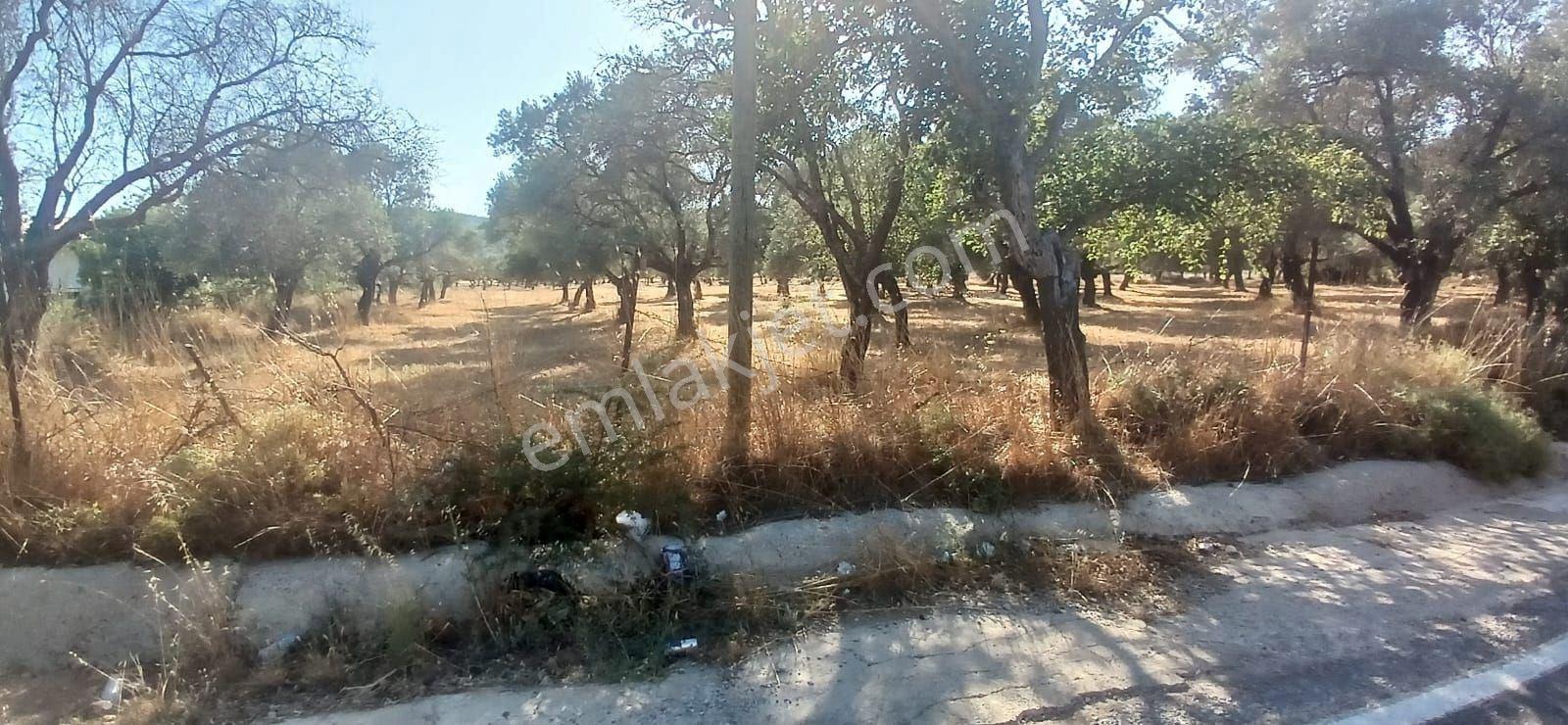 Bodrum Pınarlıbelen De 20 Dönüm Yola Cepheli Zeytinli Tarla - Görsel 30