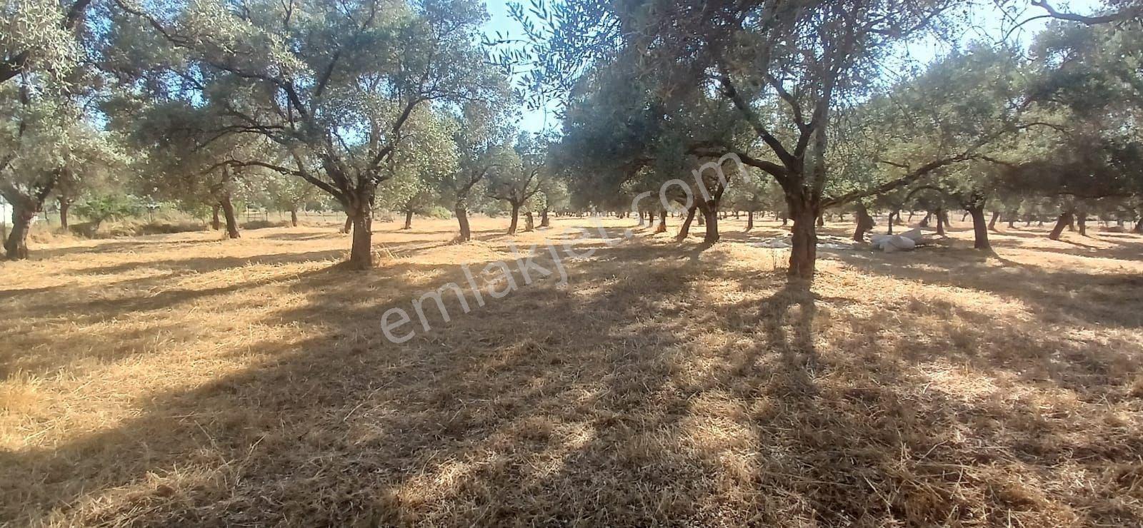 Bodrum Pınarlıbelen De 20 Dönüm Yola Cepheli Zeytinli Tarla - Görsel 17