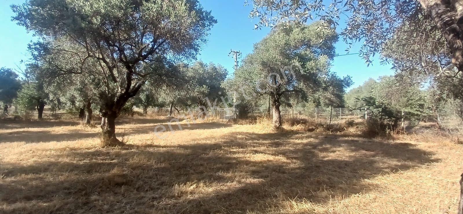 Bodrum Pınarlıbelen De 20 Dönüm Yola Cepheli Zeytinli Tarla - Görsel 13