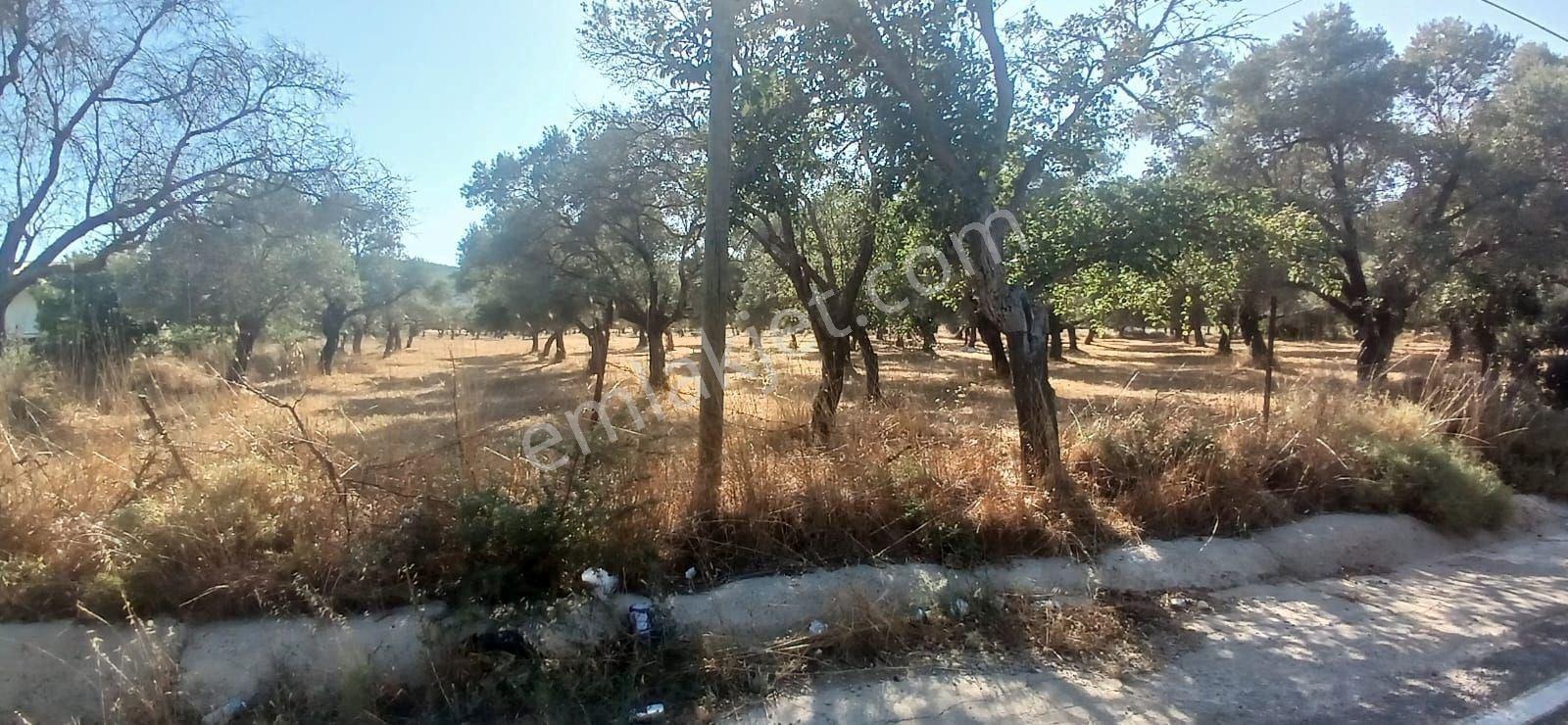 Bodrum Pınarlıbelen De 20 Dönüm Yola Cepheli Zeytinli Tarla - Görsel 31