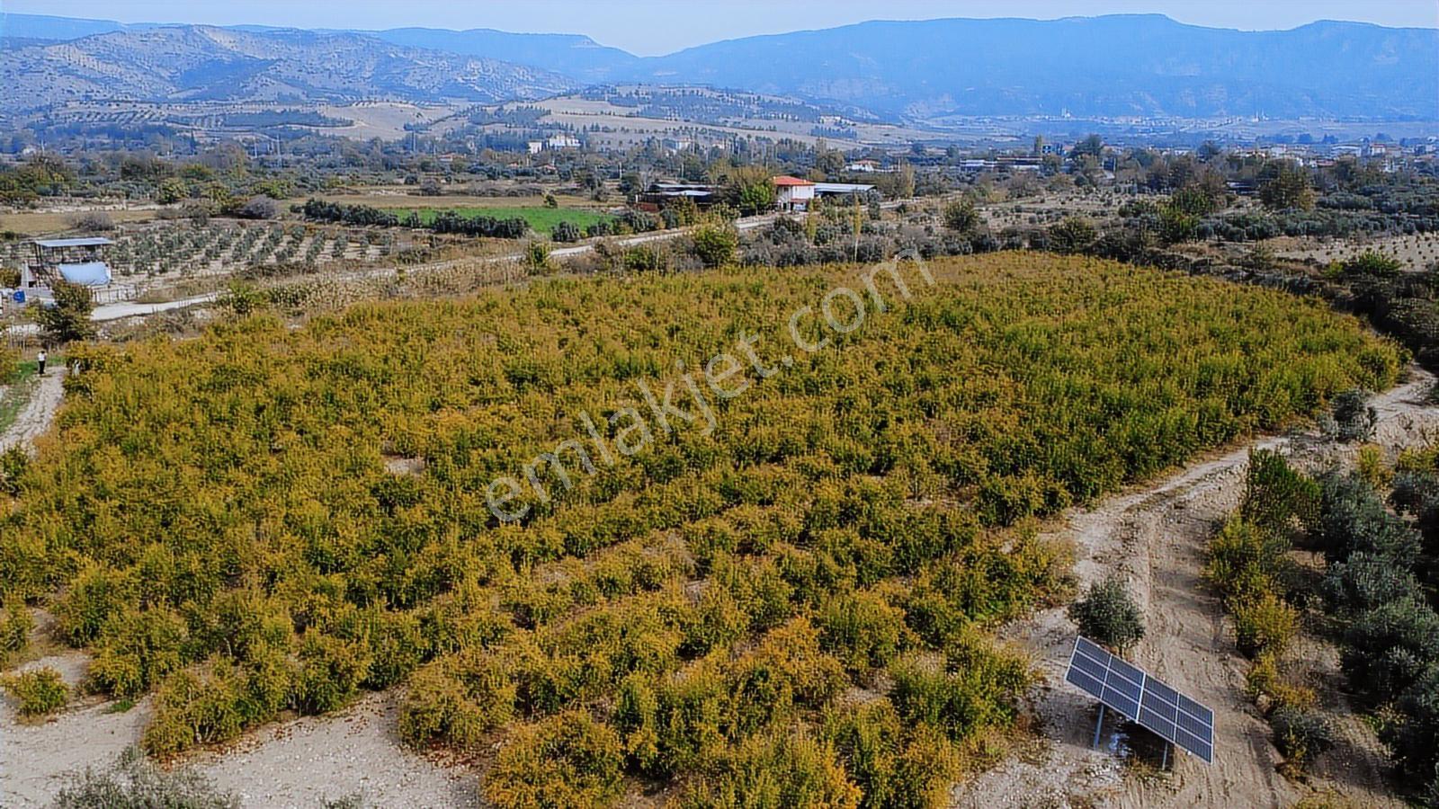 Kocabıyık Gayrimenkul'den Akköy 13.500m2 Hicaz Nar Bahçesi - Görsel 14