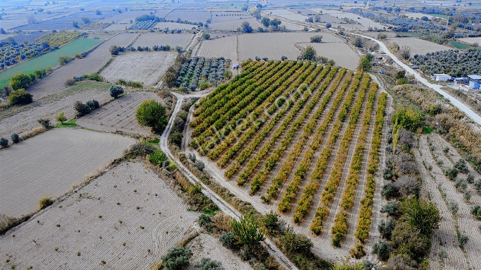 Kocabıyık Gayrimenkul'den Akköy 13.500m2 Hicaz Nar Bahçesi - Görsel 7