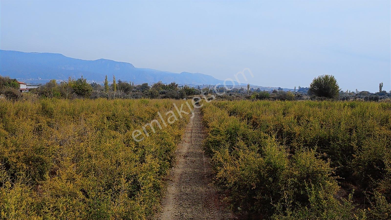 Kocabıyık Gayrimenkul'den Akköy 13.500m2 Hicaz Nar Bahçesi - Görsel 22