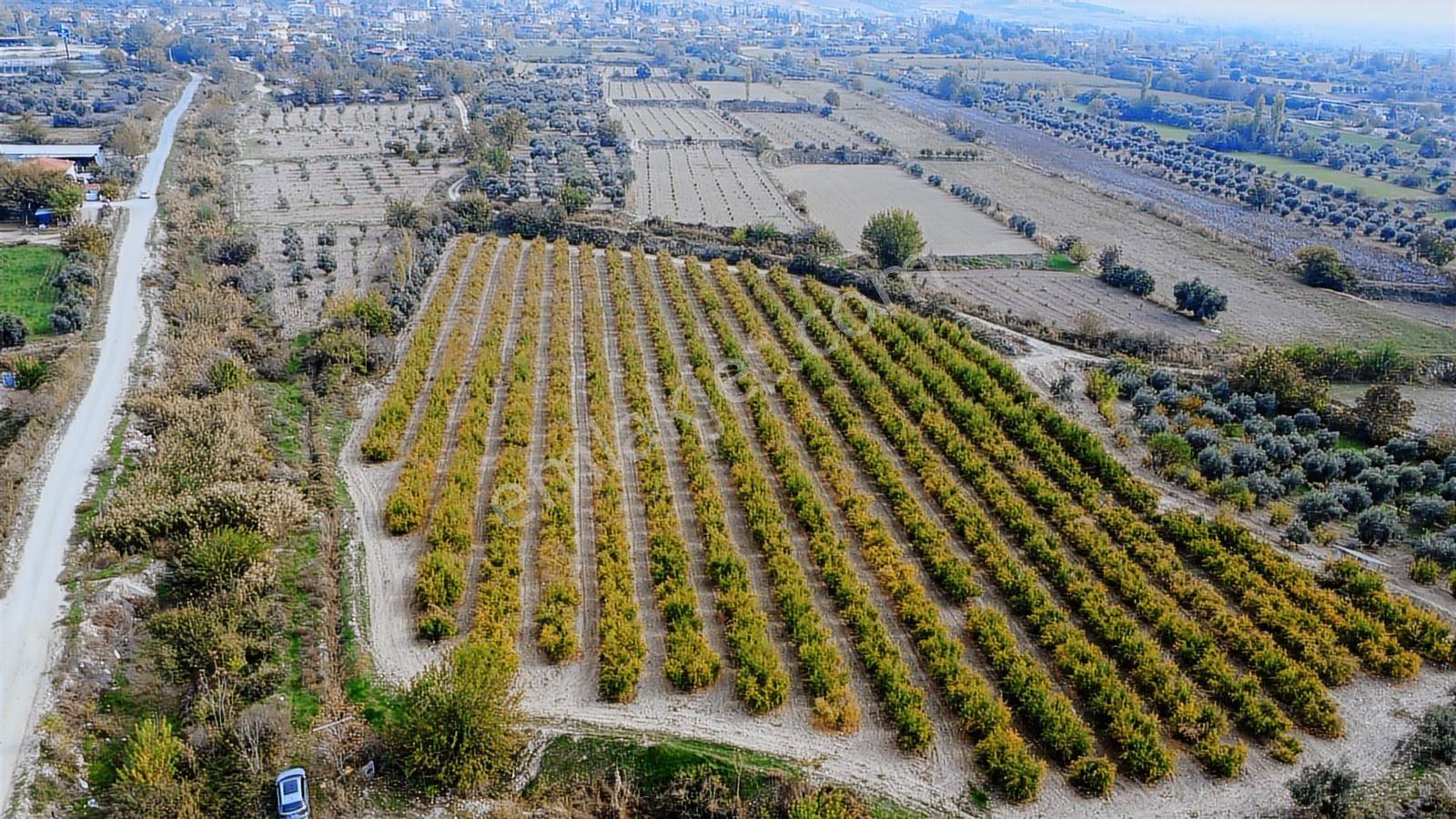 Kocabıyık Gayrimenkul'den Akköy 13.500m2 Hicaz Nar Bahçesi - Görsel 27
