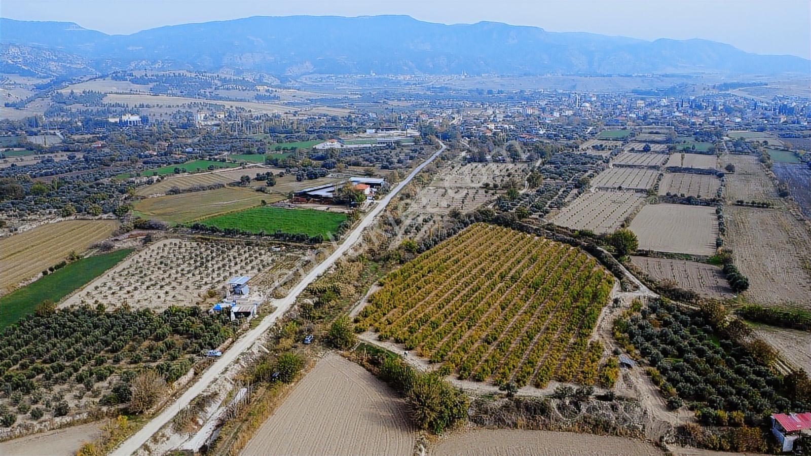 Kocabıyık Gayrimenkul'den Akköy 13.500m2 Hicaz Nar Bahçesi - Görsel 34