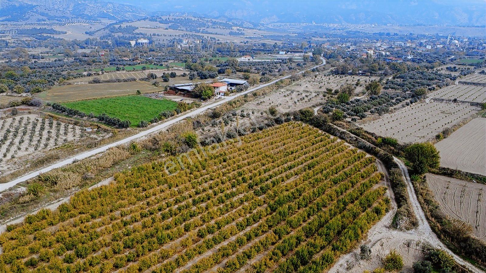 Kocabıyık Gayrimenkul'den Akköy 13.500m2 Hicaz Nar Bahçesi - Görsel 25