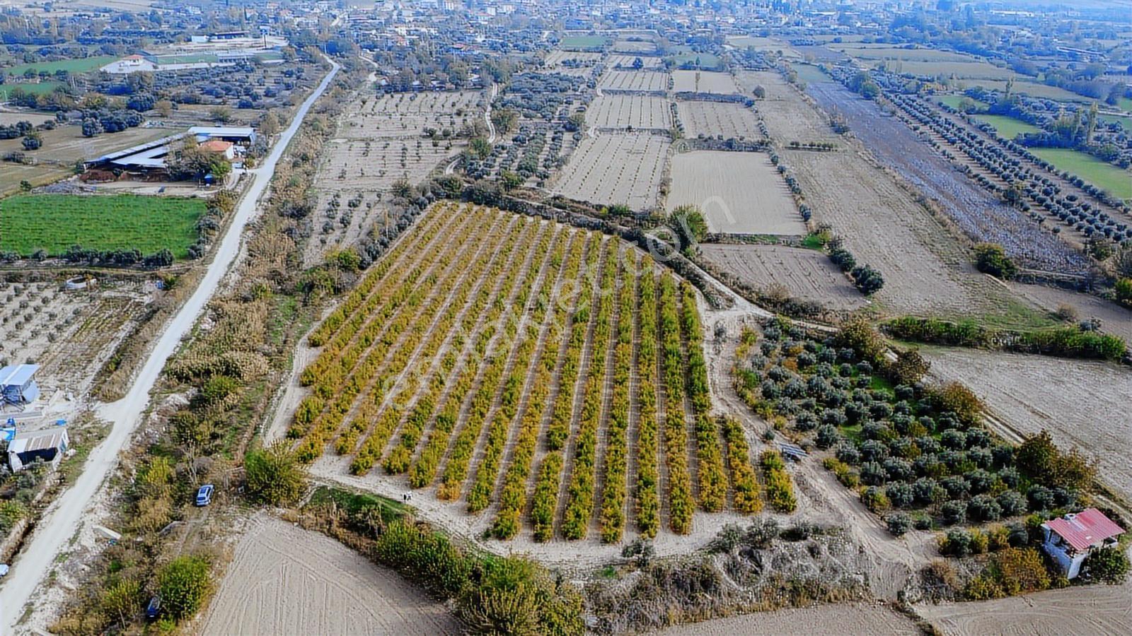 Kocabıyık Gayrimenkul'den Akköy 13.500m2 Hicaz Nar Bahçesi - Görsel 2