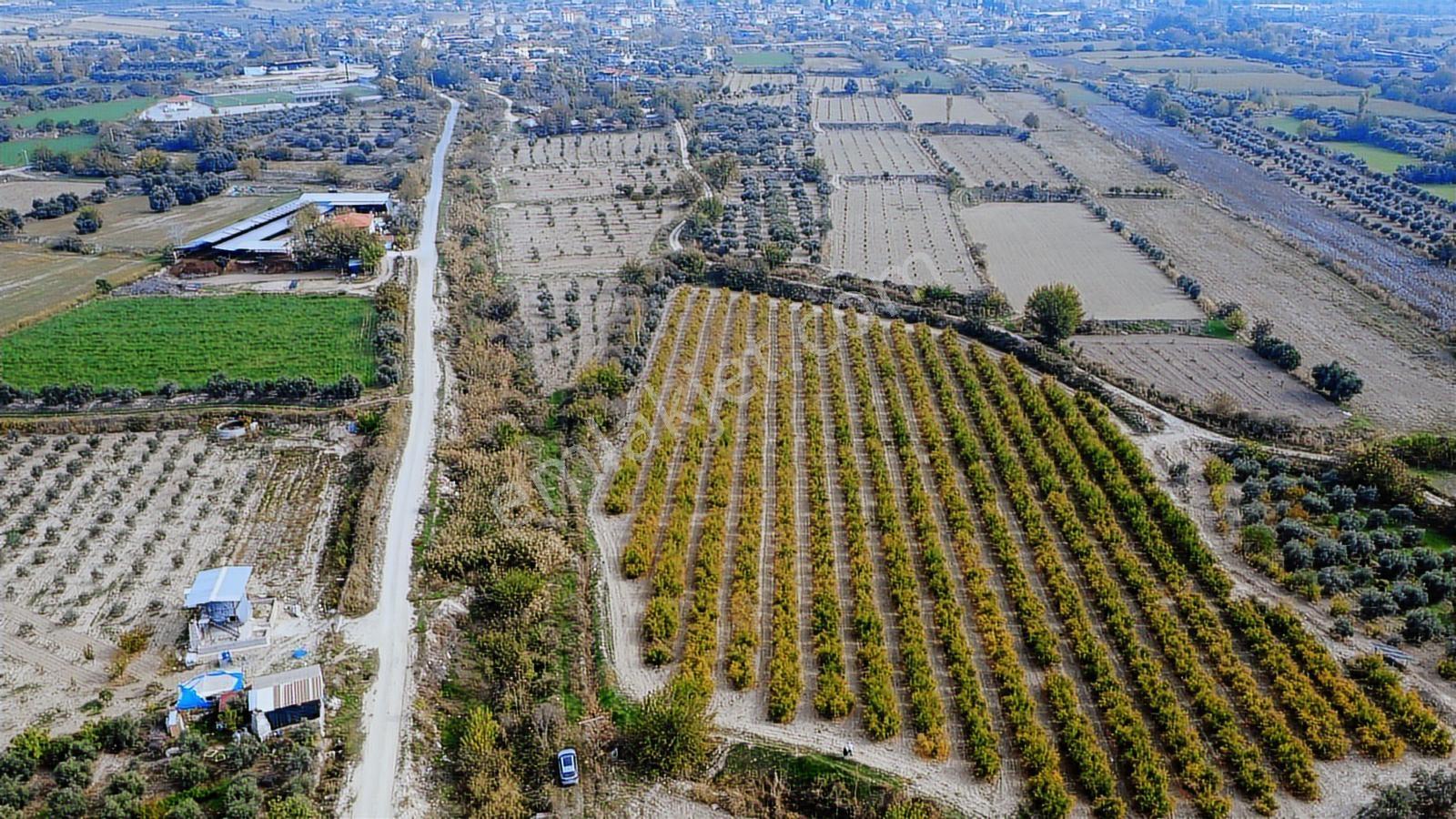 Kocabıyık Gayrimenkul'den Akköy 13.500m2 Hicaz Nar Bahçesi - Görsel 18