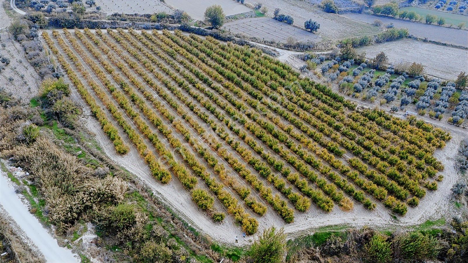 Kocabıyık Gayrimenkul'den Akköy 13.500m2 Hicaz Nar Bahçesi - Görsel 29