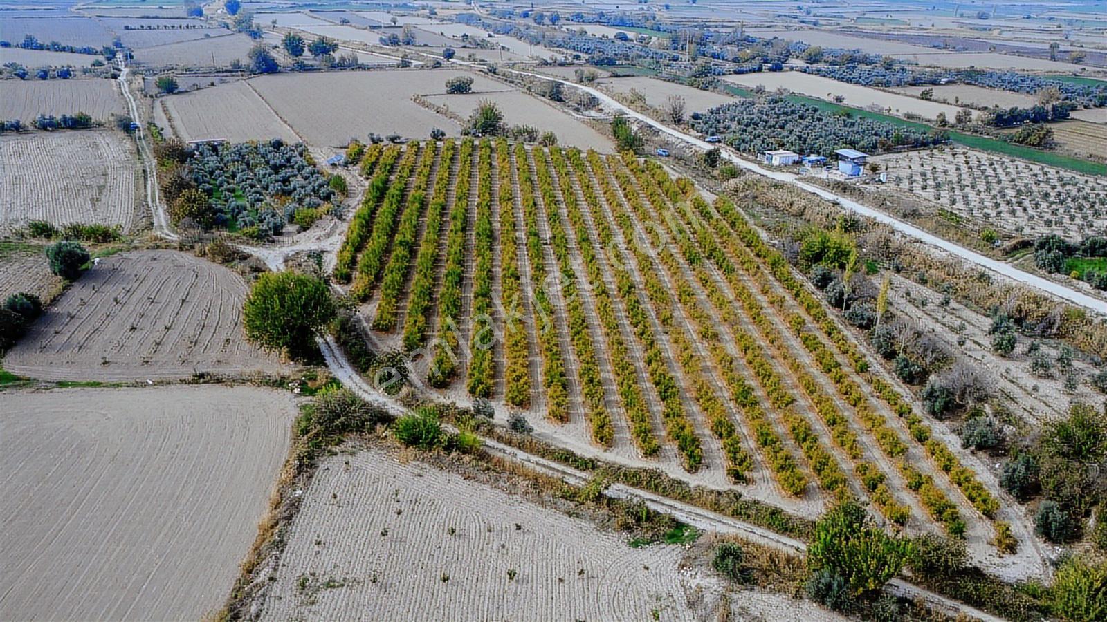 Kocabıyık Gayrimenkul'den Akköy 13.500m2 Hicaz Nar Bahçesi - Görsel 32