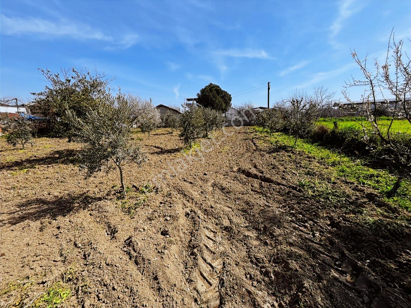 Aydın Efeler Umurlu Mah. 1290 M² Tek Tapu İmar İçinde Arsa - Görsel 9