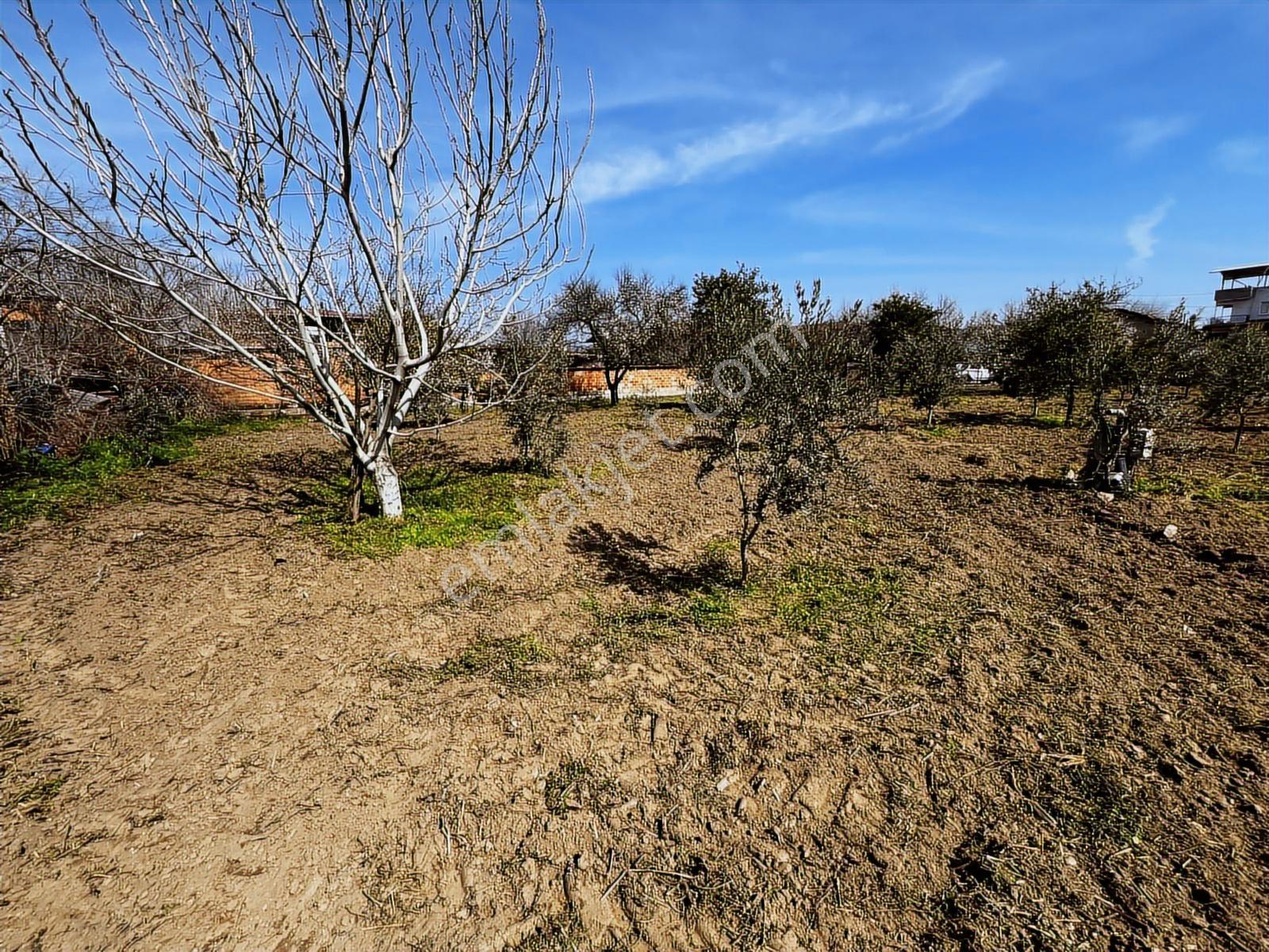 Aydın Efeler Umurlu Mah. 1290 M² Tek Tapu İmar İçinde Arsa - Görsel 26