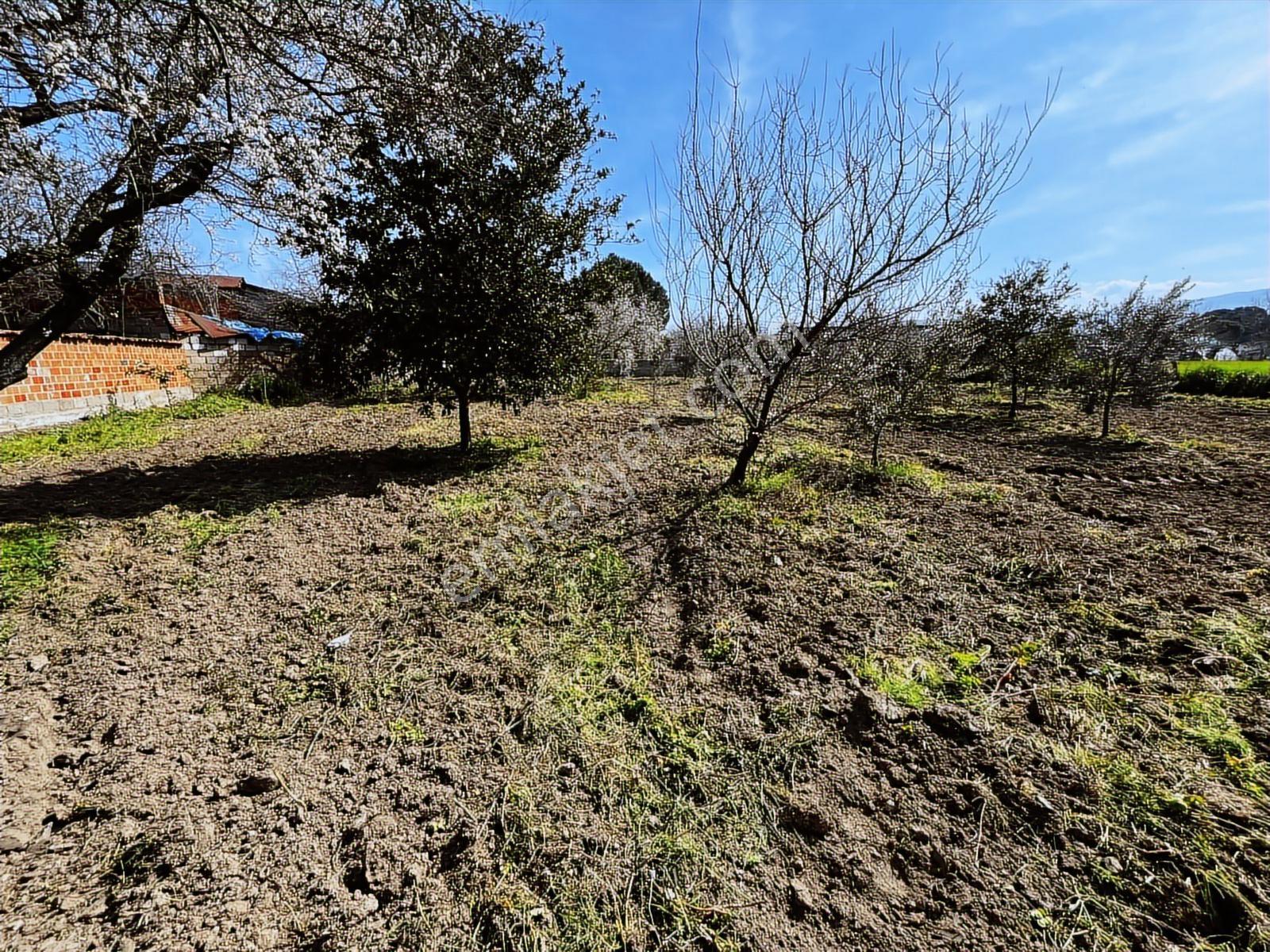 Aydın Efeler Umurlu Mah. 1290 M² Tek Tapu İmar İçinde Arsa - Görsel 19