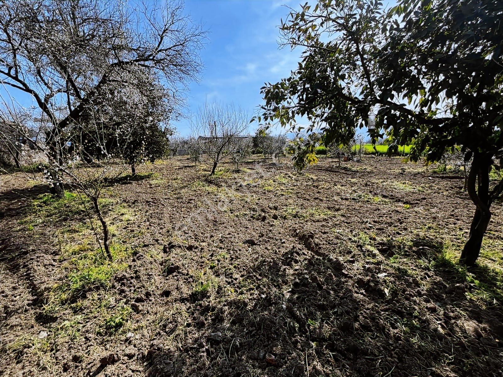 Aydın Efeler Umurlu Mah. 1290 M² Tek Tapu İmar İçinde Arsa - Görsel 25