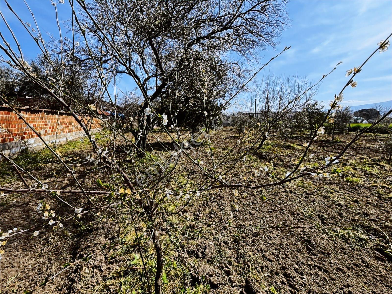 Aydın Efeler Umurlu Mah. 1290 M² Tek Tapu İmar İçinde Arsa - Görsel 8