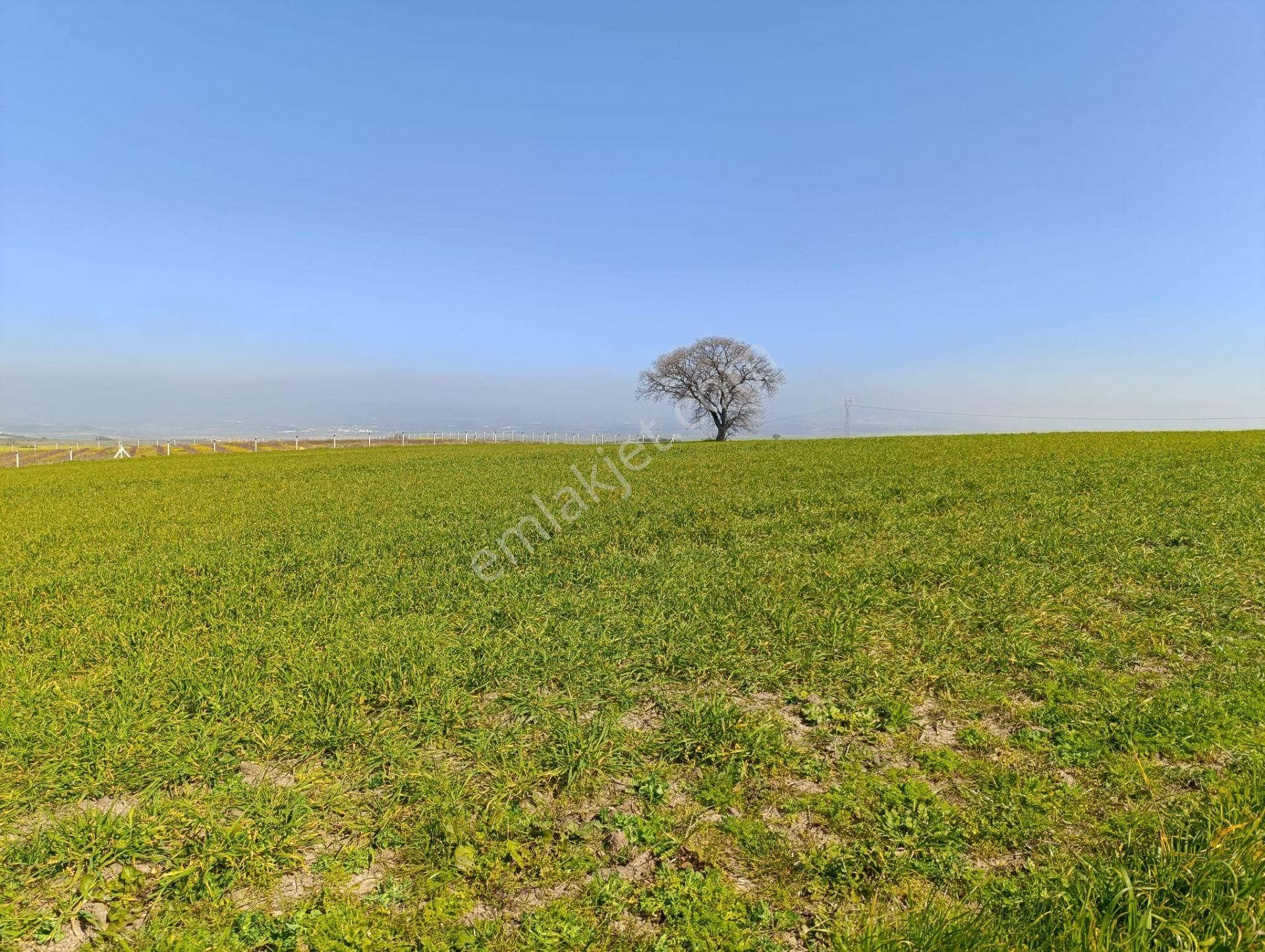 Bursa Karacabey Tophisar Mah. 12.950 M2 Satılık Tarla Yatırımlık - Görsel 5