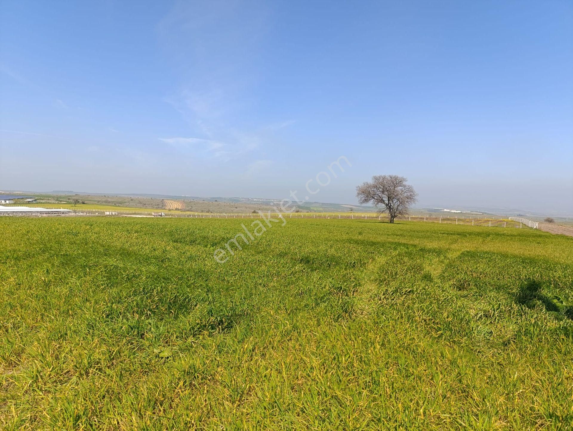 Bursa Karacabey Tophisar Mah. 12.950 M2 Satılık Tarla Yatırımlık - Görsel 10