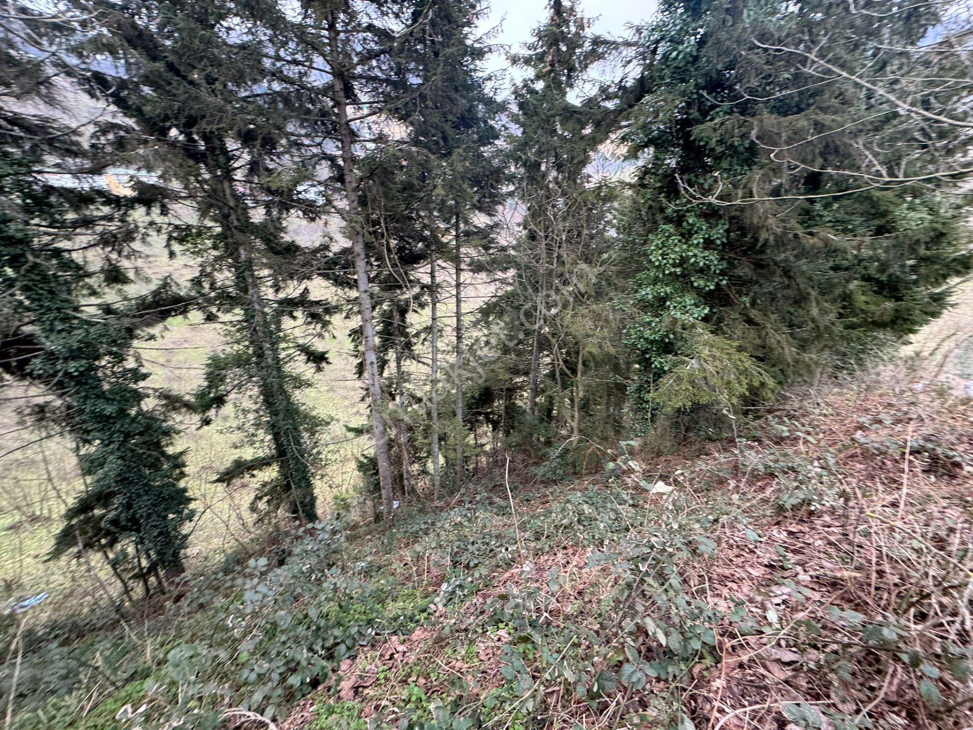 Trabzon Maçka Esiroğlunda Satılık Arazi - Görsel 22