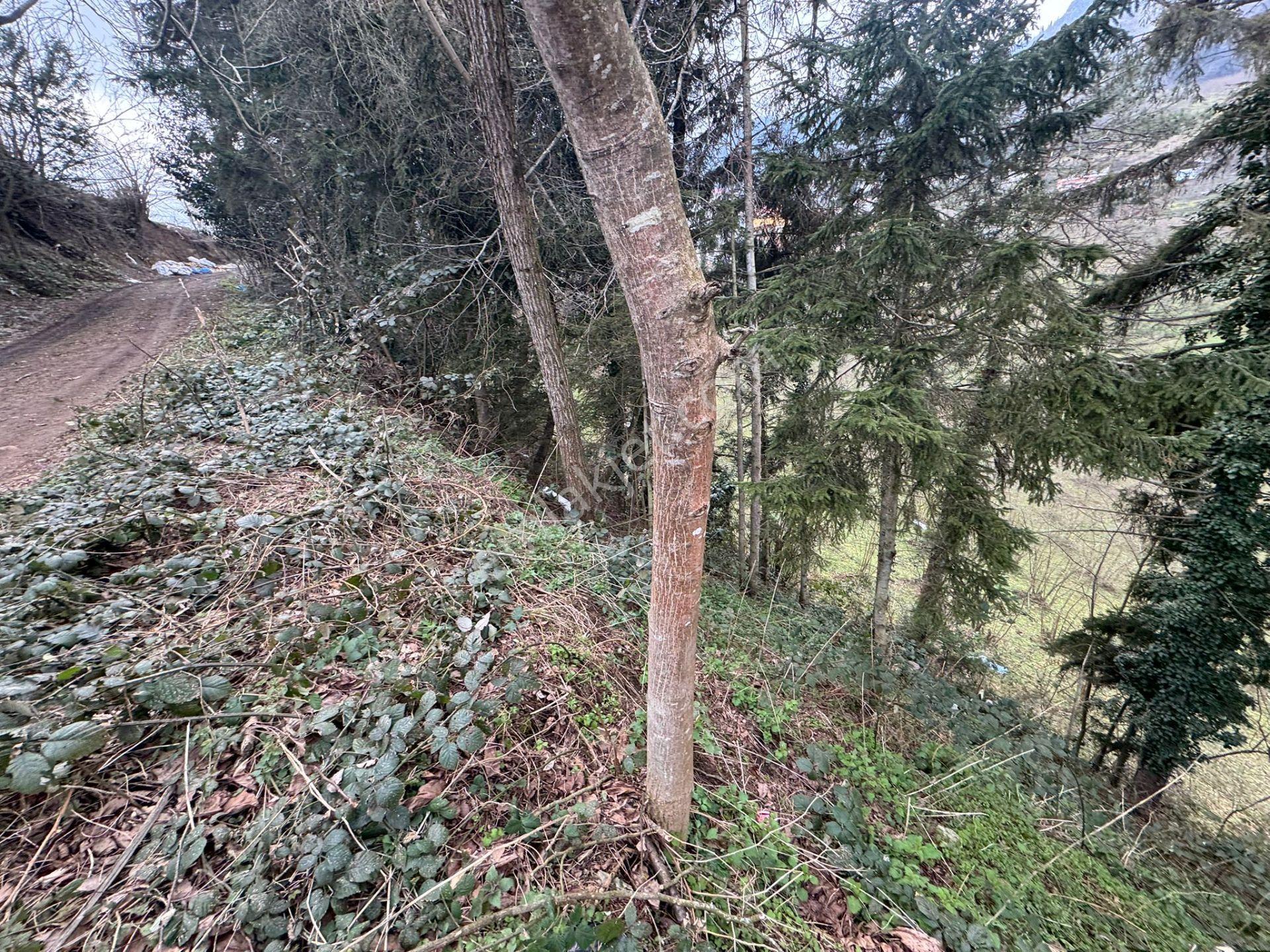 Trabzon Maçka Esiroğlunda Satılık Arazi - Görsel 8