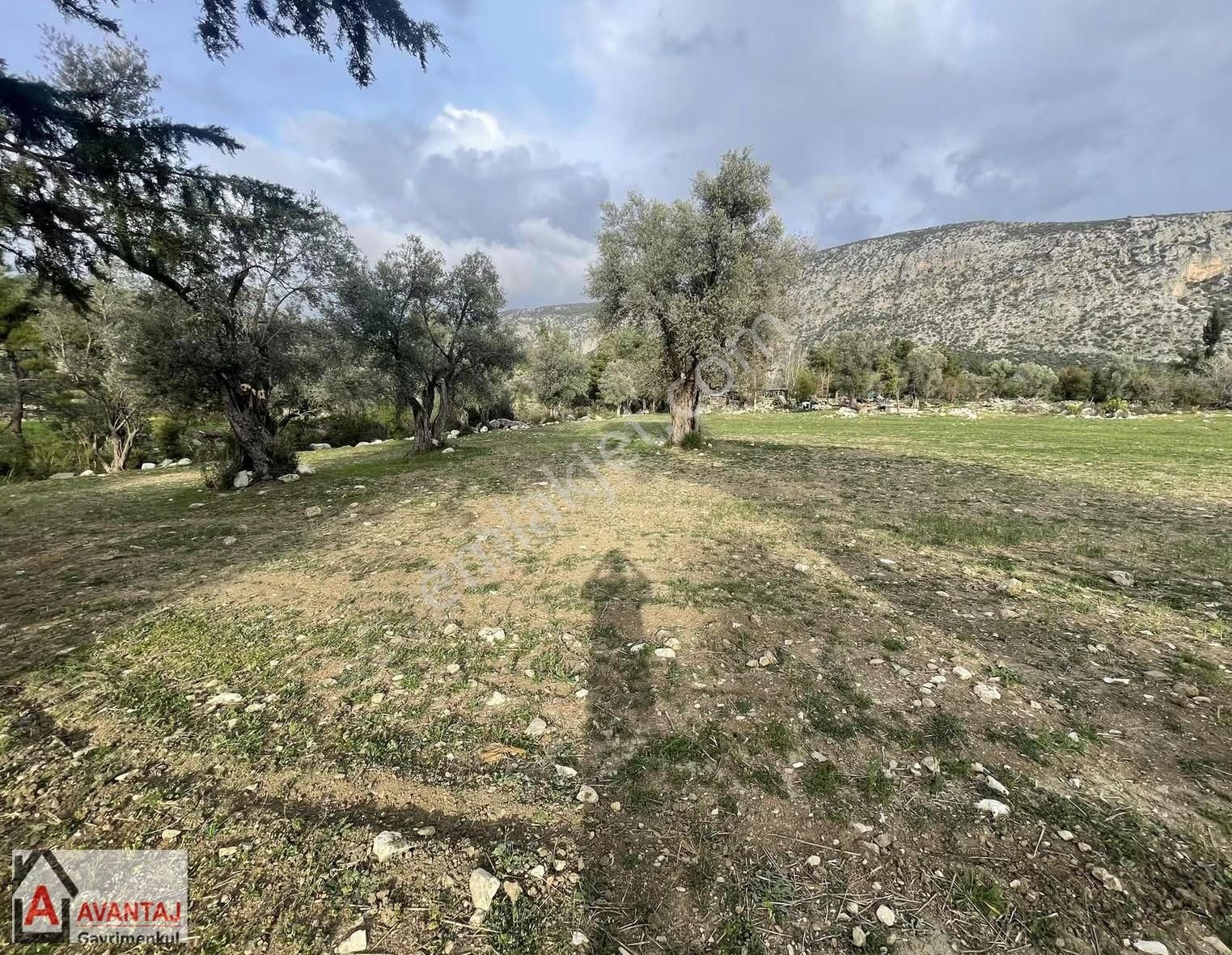 Muğla Seydikemer Satılık Zeytin Ağaçlı Tarla.