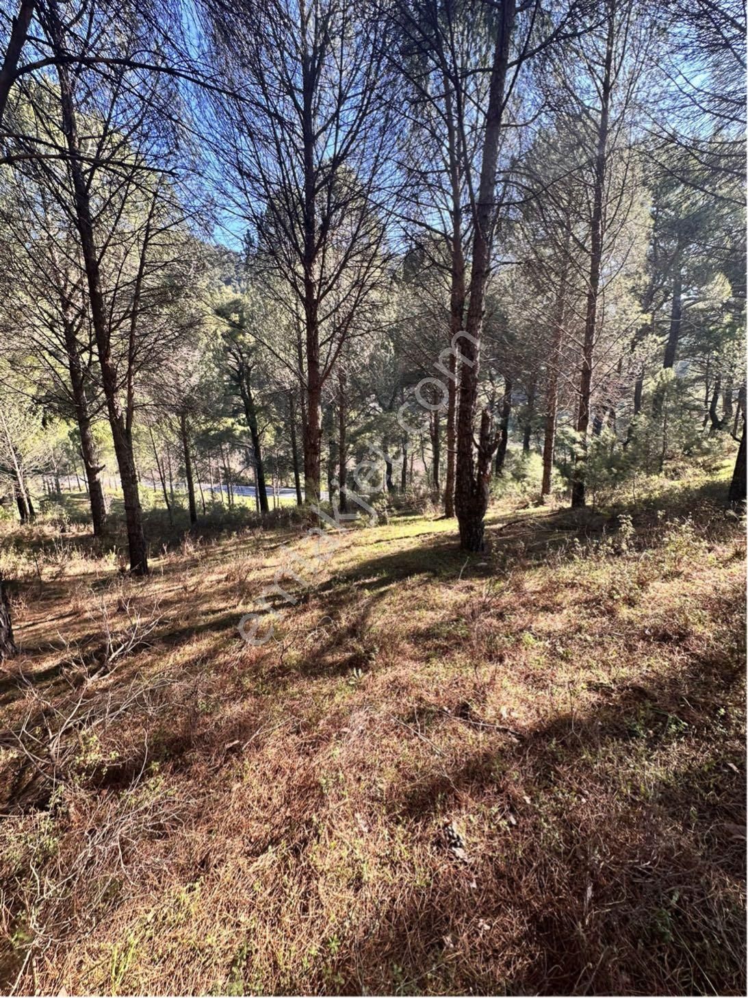 Kozak Çelebi Emlak Tan Bergama Yoluna 100 Metre 2400 M2 Çamlık - Görsel 4