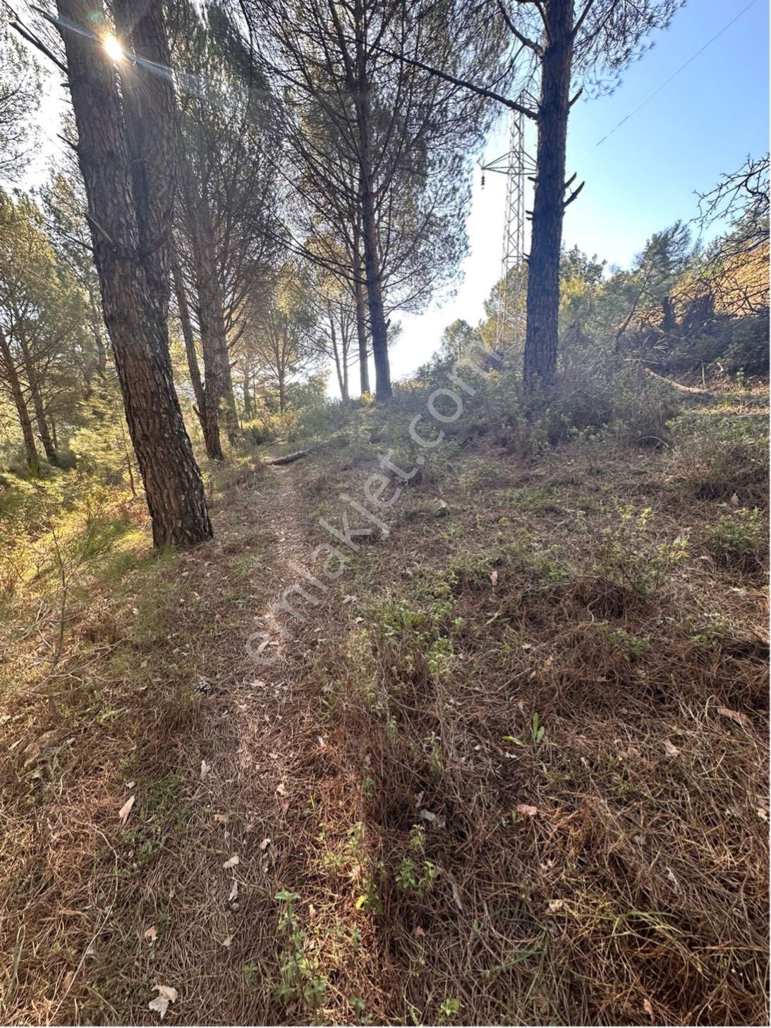 Kozak Çelebi Emlak Tan Bergama Yoluna 100 Metre 2400 M2 Çamlık - Görsel 9