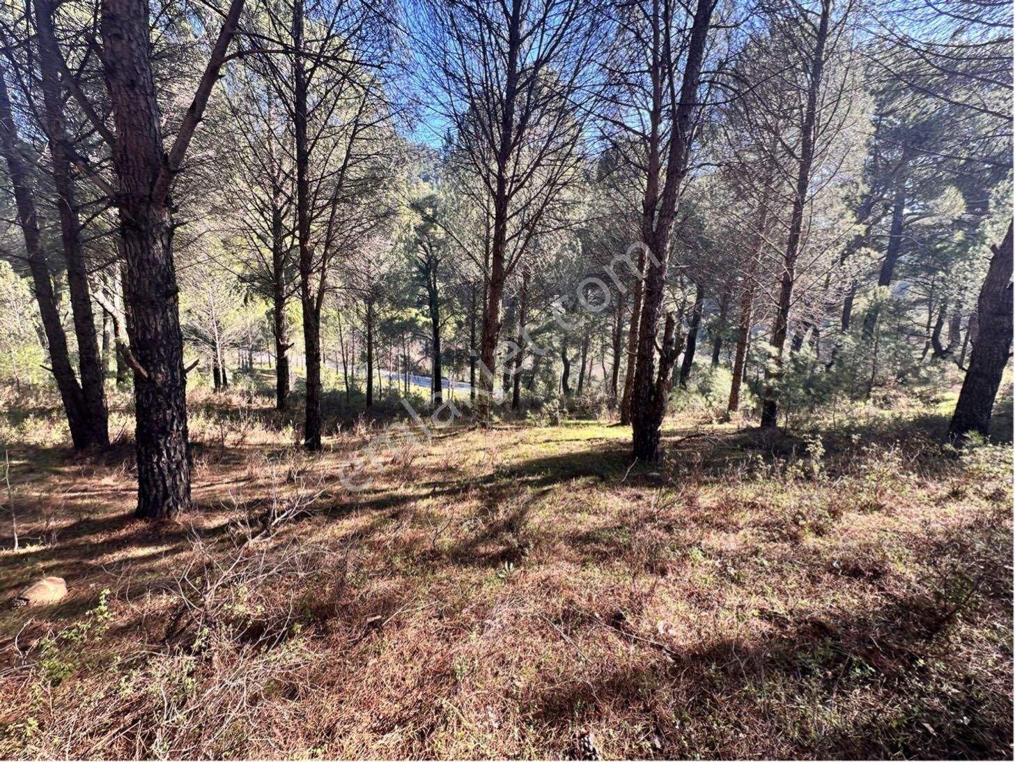 Kozak Çelebi Emlak Tan Bergama Yoluna 100 Metre 2400 M2 Çamlık - Görsel 7