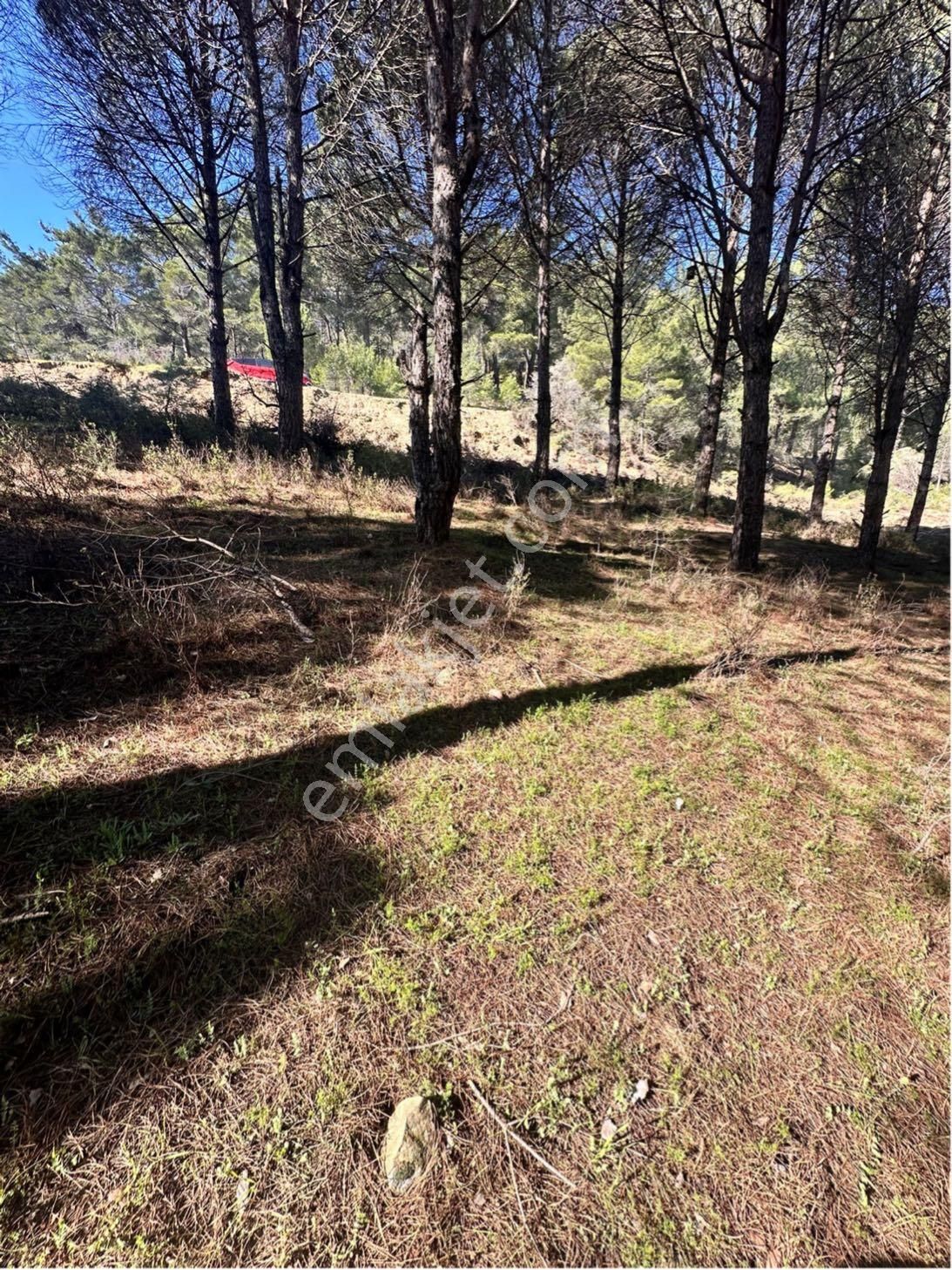 Kozak Çelebi Emlak Tan Bergama Yoluna 100 Metre 2400 M2 Çamlık - Görsel 11