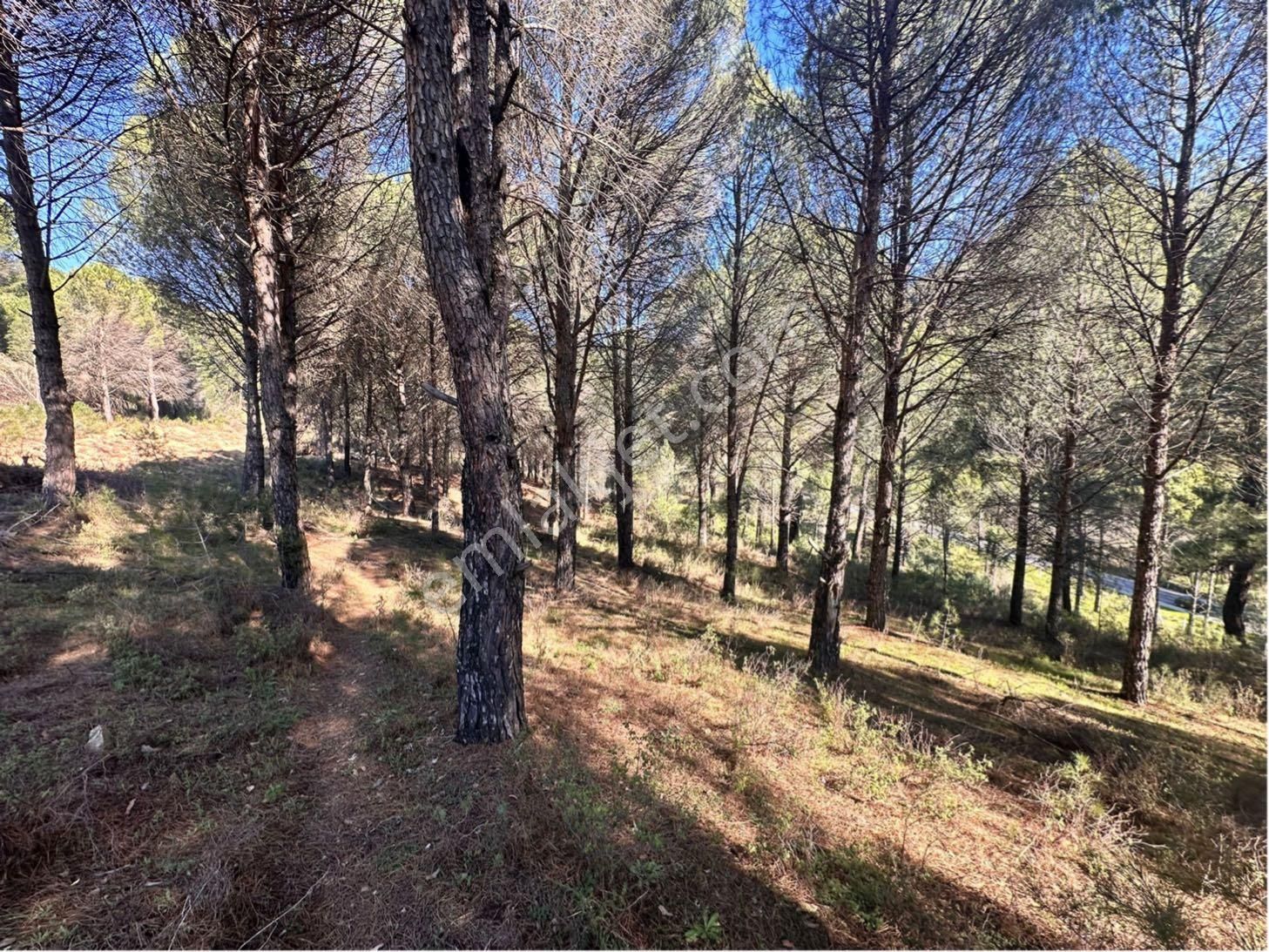 Kozak Çelebi Emlak Tan Bergama Yoluna 100 Metre 2400 M2 Çamlık - Görsel 3