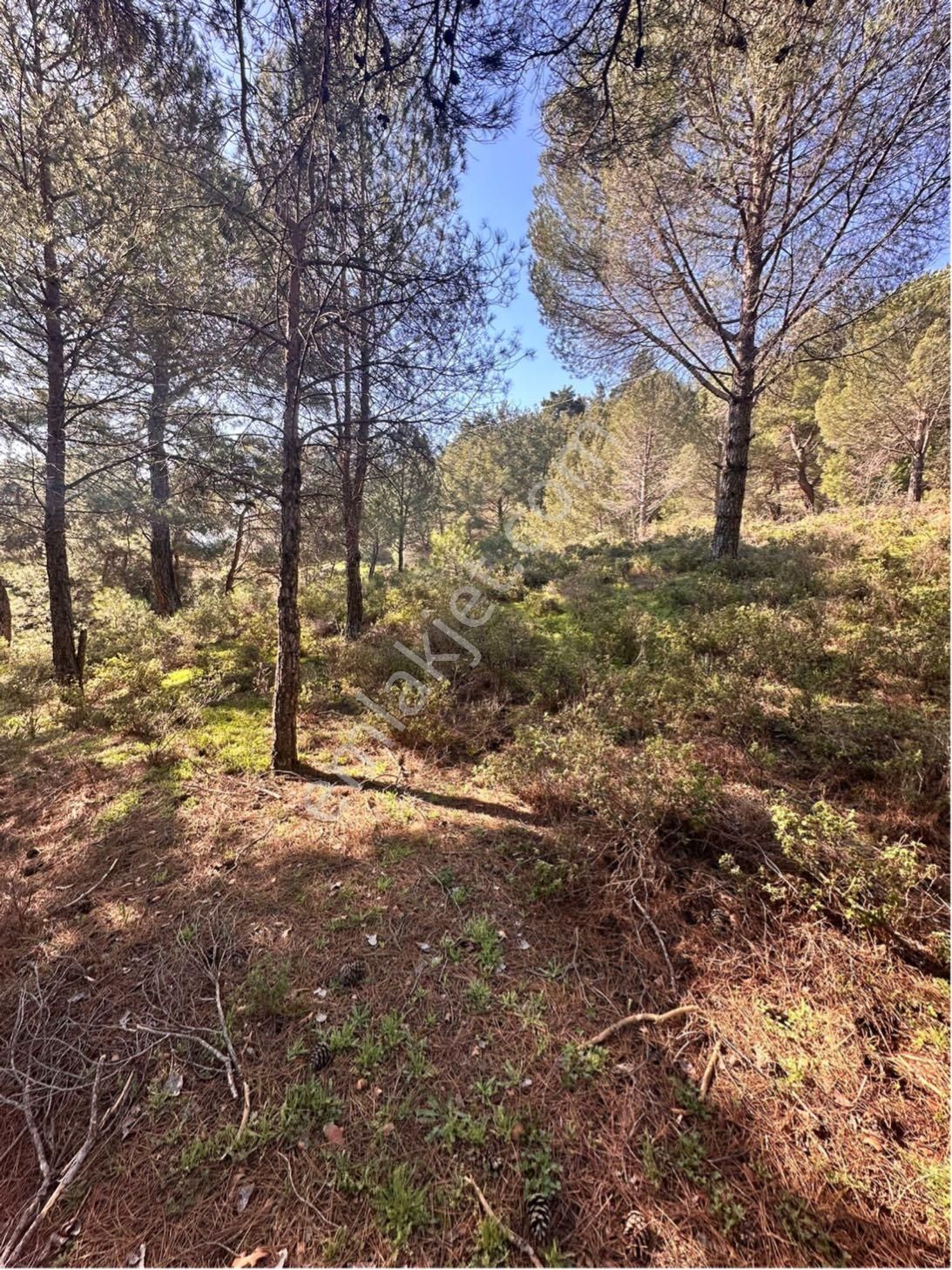 Kozak Çelebi Emlak Tan Bergama Yoluna 100 Metre 2400 M2 Çamlık - Görsel 8