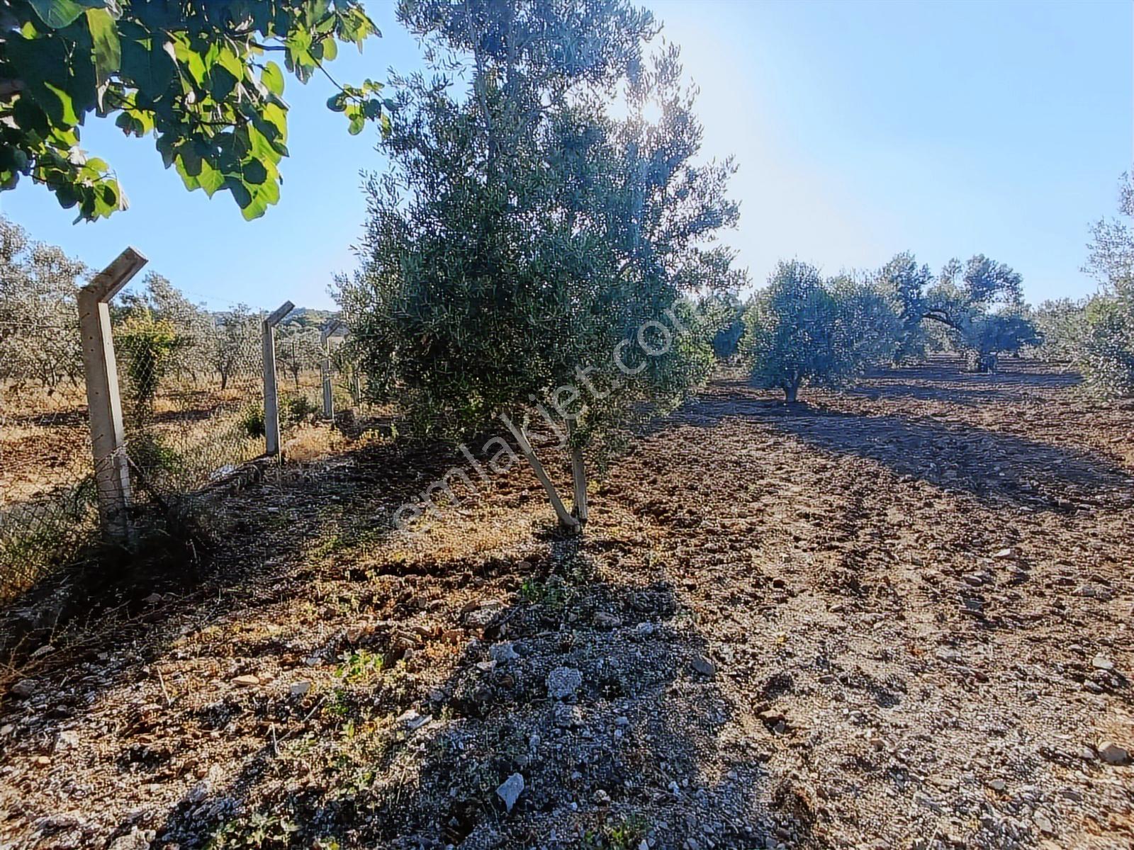 Foça Bucak Mevkii'nde Çok İyi Konumda Kupon Tarla - Görsel 10